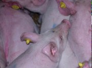 Schweine mit Ohrmarken